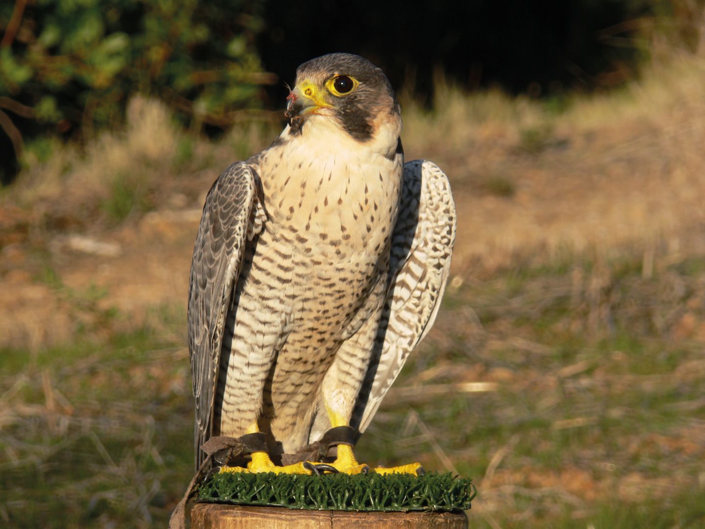 Falco Pellegrino riabilitato e liberato