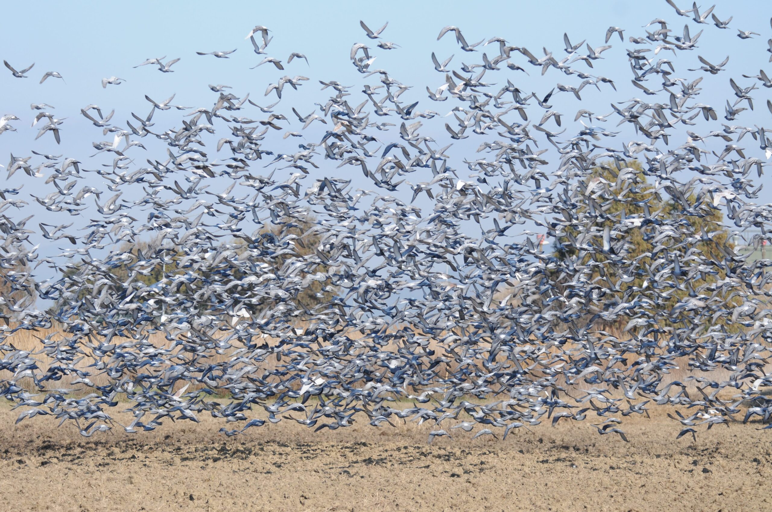 Piccioni involati con il falco pellegrino