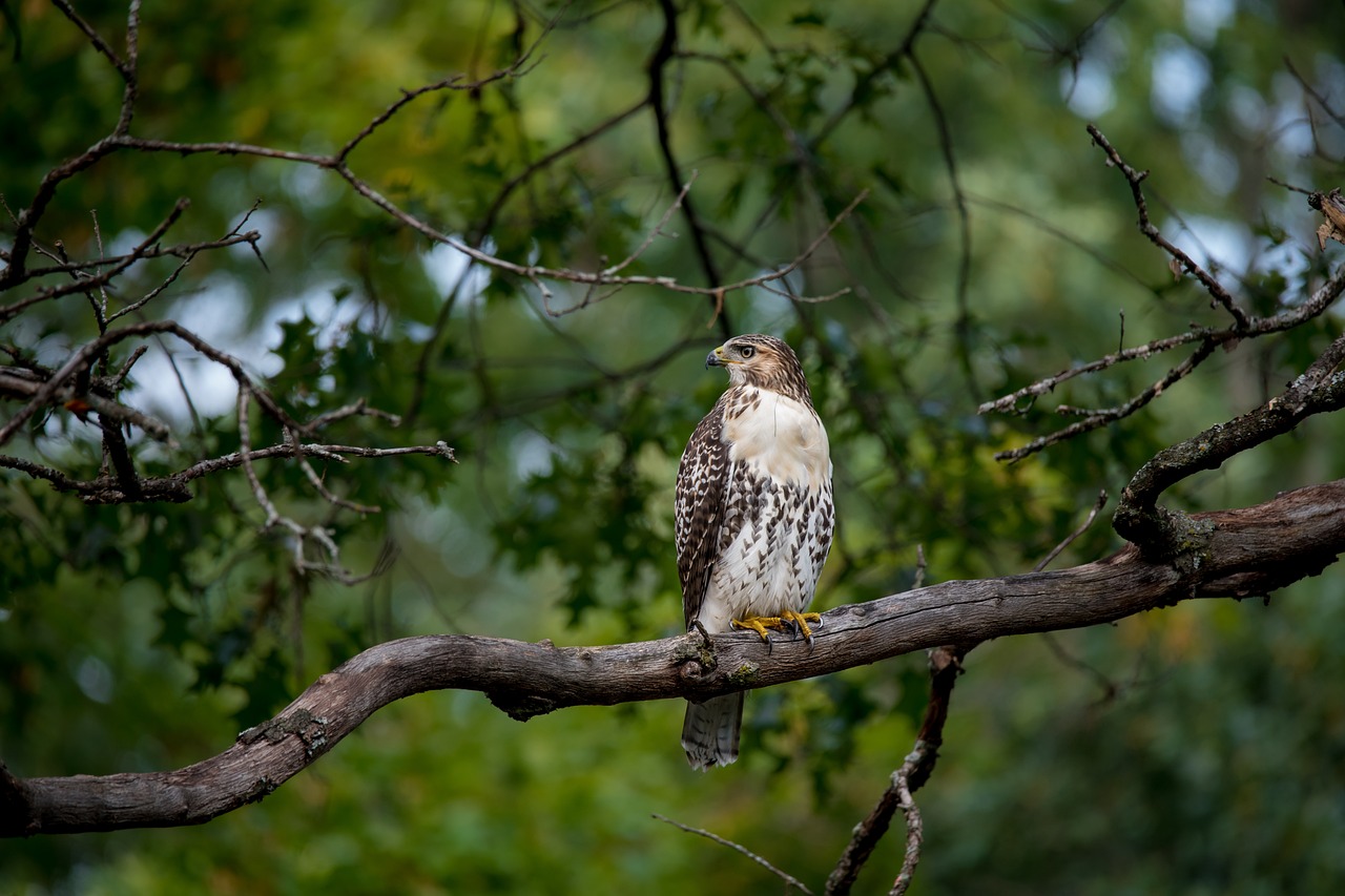 jasongillman-redtail-hawk-6532079_1280