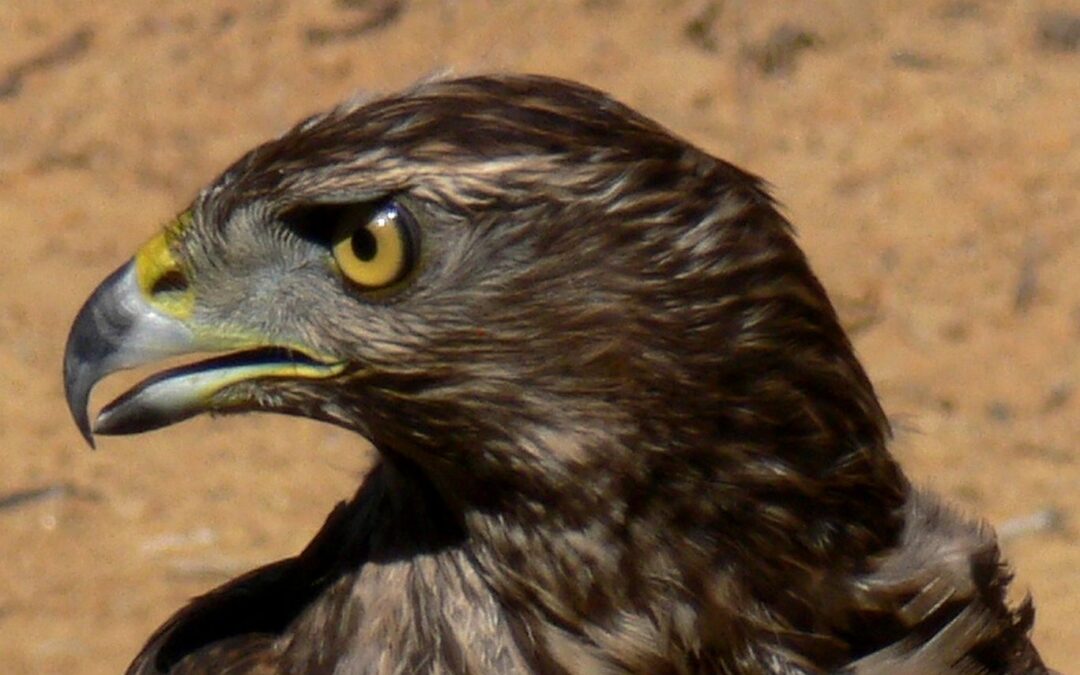 Bird Control: quando la natura aiuta la città