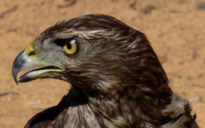 Bird Control: quando la natura aiuta la città